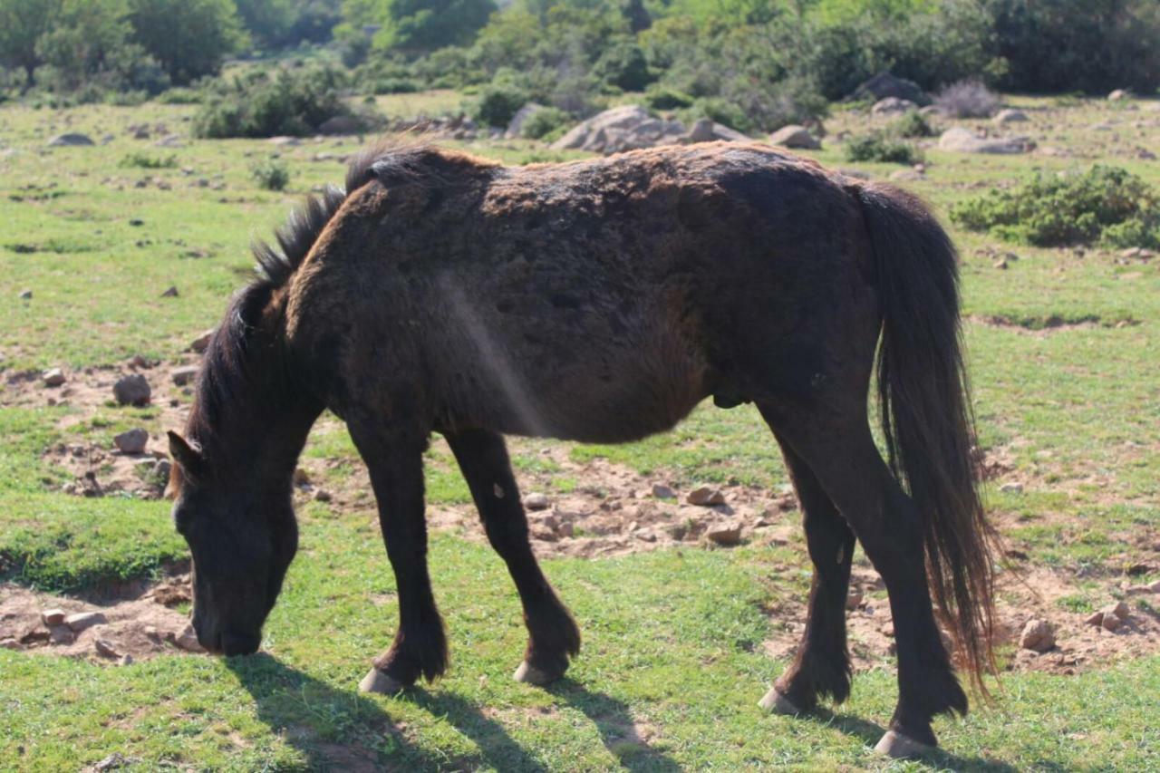 Su Campanile Ξενοδοχείο Baunei Εξωτερικό φωτογραφία